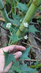 Ripariosida hermaphrodita