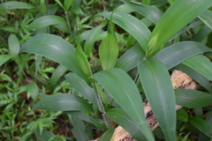 Molineria capitulata
