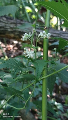 Ripariosida hermaphrodita