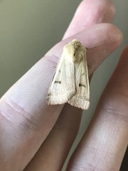 Dichagyris variabilis