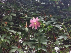 Passiflora tarminiana