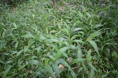 Molineria capitulata