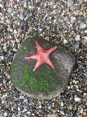 Dermasterias imbricata