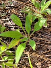 Rudbeckia hirta