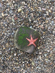 Dermasterias imbricata