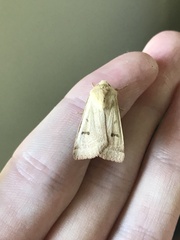 Dichagyris variabilis