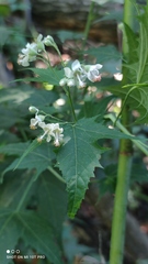 Ripariosida hermaphrodita