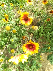 Gaillardia
