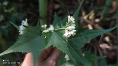 Ripariosida hermaphrodita