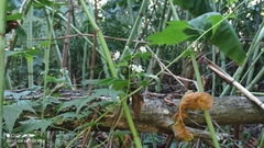 Ripariosida hermaphrodita