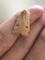 Dichagyris variabilis