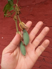 Passiflora tarminiana