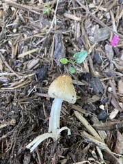 Pseudosperma sororium