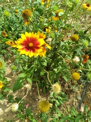 Gaillardia