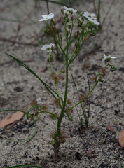 Drosera porrecta
