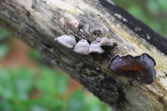 Auricularia polytricha
