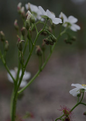 Drosera porrecta