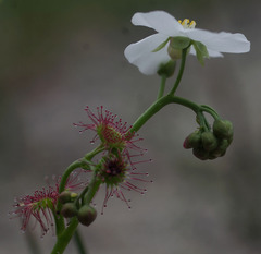 Drosera porrecta