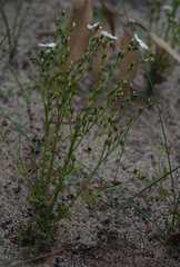 Drosera porrecta