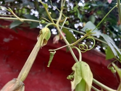 Passiflora tarminiana