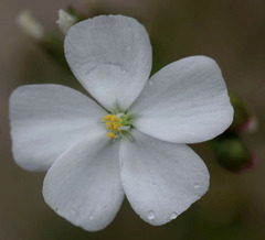Drosera porrecta