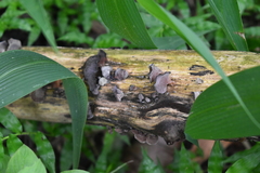 Auricularia polytricha