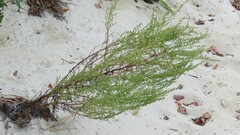 Artemisia campestris caudata