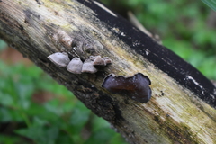 Auricularia polytricha