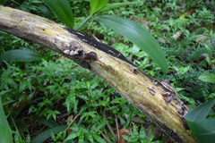 Auricularia polytricha