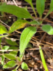 Rudbeckia hirta