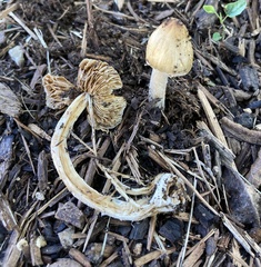 Pseudosperma sororium