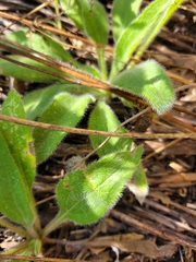 Rudbeckia hirta