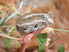 Proserpinus terlooii