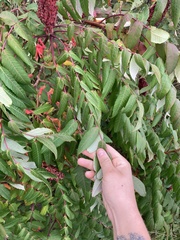 Rhus typhina
