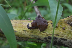 Auricularia polytricha
