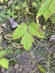 Toxicodendron radicans