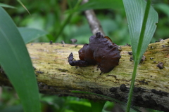 Auricularia polytricha