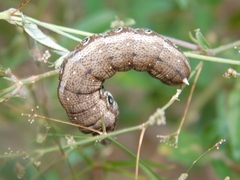 Proserpinus terlooii