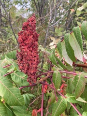 Rhus typhina