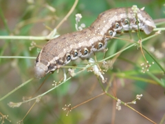 Proserpinus terlooii