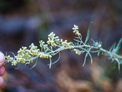 Artemisia douglasiana