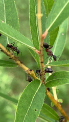 Camponotus chromaiodes