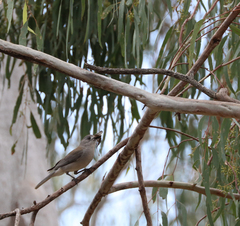 Colluricincla harmonica