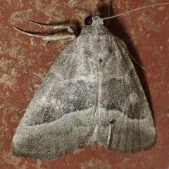 Ogdoconta moreno