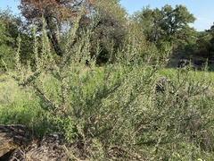 Cylindropuntia leptocaulis