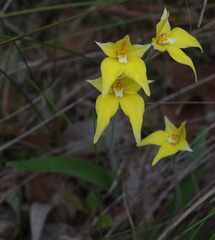 Caladenia flava flava