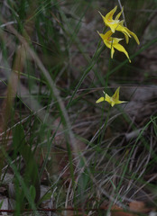 Caladenia flava flava