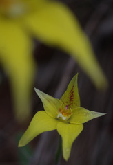 Caladenia flava flava