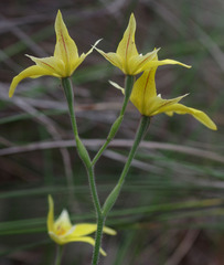Caladenia flava flava