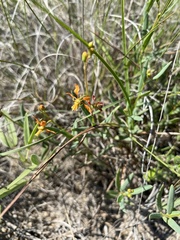 Galphimia angustifolia